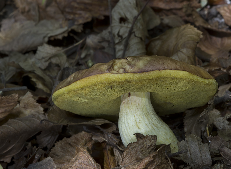 Hemileccinum depilatum